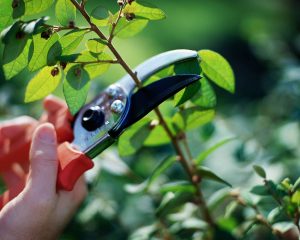 Pruning Season Is Upon Us