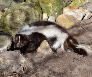 PU: Dealing with Skunks