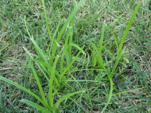 Nutsedge Control Options