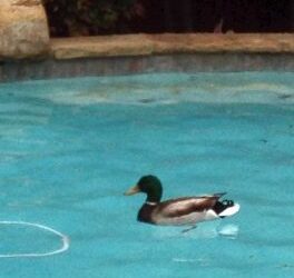 Migrating Ducks Landing In Your Yard?