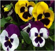 It’s Time to Plant Pansies