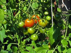 Tomato Holes, What’s Causing Them?