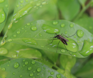 Mosquito Control Tips & Products