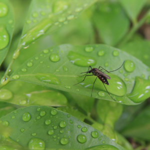 Mosquito Control Tips & Products