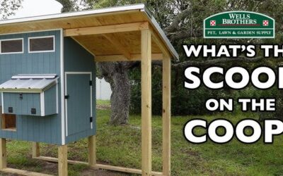 UNDERSTANDING HOW TO BUILD A CHICKEN COOP