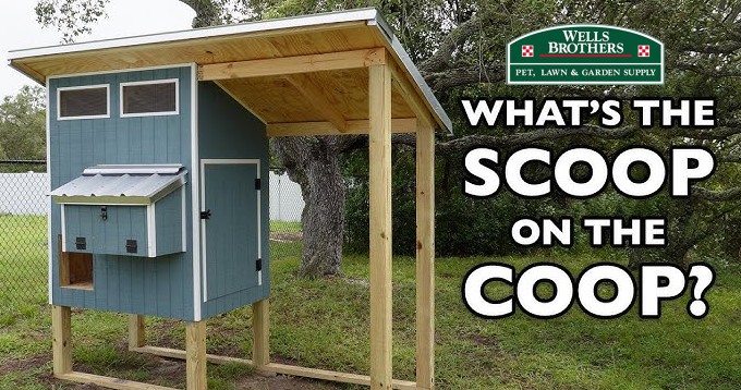 UNDERSTANDING HOW TO BUILD A CHICKEN COOP