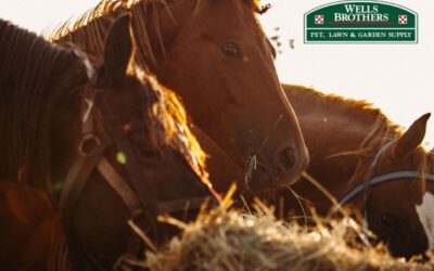 Spring Grazing: Essential Tips for Feeding Your Horse as the Seasons Change