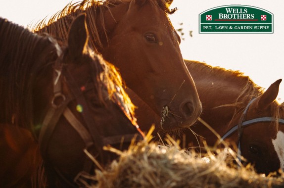 Spring Grazing: Essential Tips for Feeding Your Horse as the Seasons Change