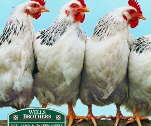 Spring Bird Feeding Tips