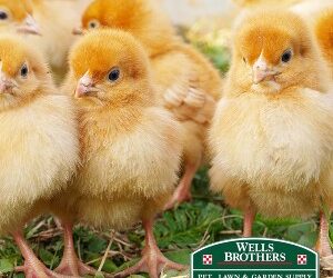 Sick Baby Chicken Symptoms and Care