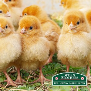 Sick Baby Chicken Symptoms and Care