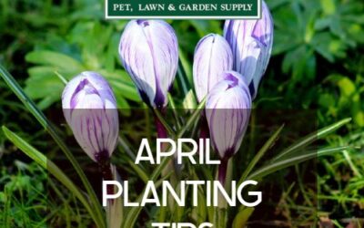 April Planting and Lawn Tips