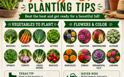 August is the Prime Time to Start Your Fall Garden